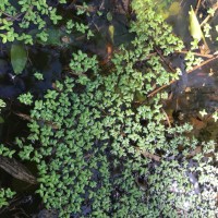 Spirodela punctata (G.Mey.) C.H.Thomps.